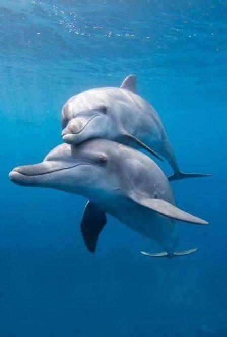 Dolphin Beach Get Away 로사리토 외부 사진